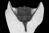 Spiny Psychopyge Trilobite - Issoumour, Morocco #179880-3